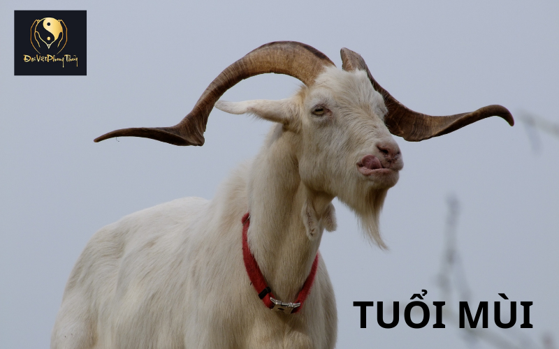 Tổng quan người tuổi mùi