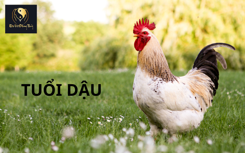 Tổng quan về người tuổi dậu