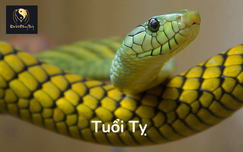 Tổng quan về người tuổi Tỵ